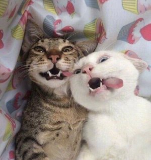 cats-with-threatening-auras-62cfe2e3a78a7__700.jpg