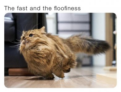 funny-kitty-litterposting-pics-64085e4c3103c__700.jpg