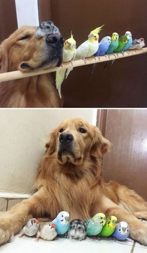dogandpals.jpg