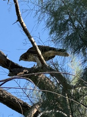 IMG_3029.jpeg