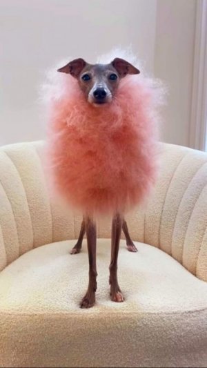 dog-pinkfur.jpg
