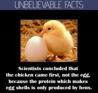 302181-unbelievable-facts-chicken-came-before-the-egg.jpg