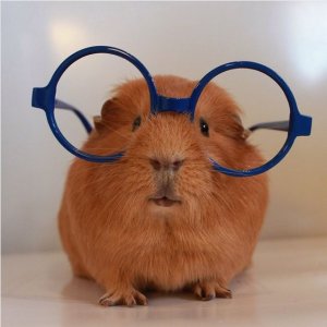 animal1.jpg