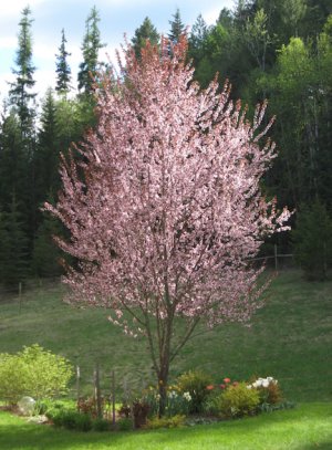 Flowering Plum 2.jpg