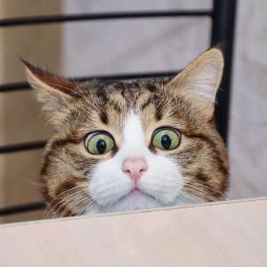 cattitude eyes.jpg