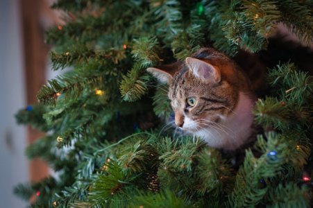 tree cat.jpeg