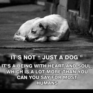 not just a dog.jpg