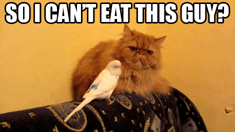 catatude cat and budgie.gif