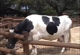 cow disnwey.jpg