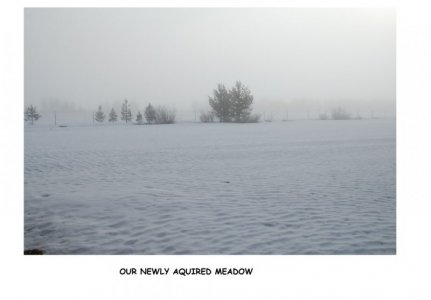 NEWMEADOW.jpg