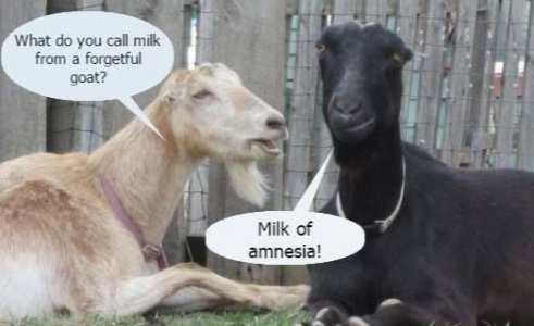 forgetulgoat.jpg