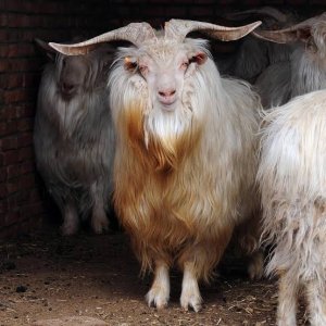 cashmere.jpg