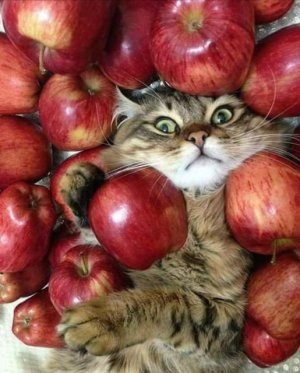 cattitude apples.jpg