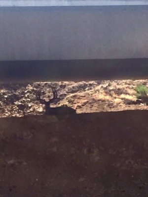 trohyy muley under k falls overpass.jpg