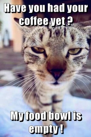 sight-of-cat-in-the-morning-with-his-nose-in-your-face-before-you-have-even-had-your-coffee.jpg