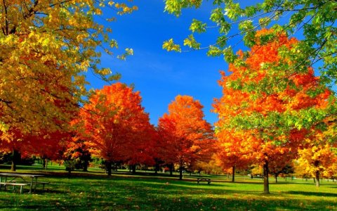 autumn-fall-season-nature-landscape-leaf-leaves-color-seasons-tree-forest.jpg