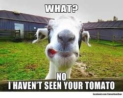 notomato.jpg