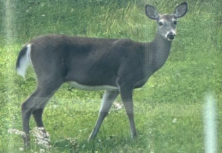IMG_6118.jpeg