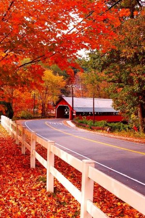 autum-bridge-red.jpg