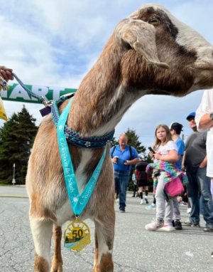 goat gets medal.jpg goat gets medal.jpg