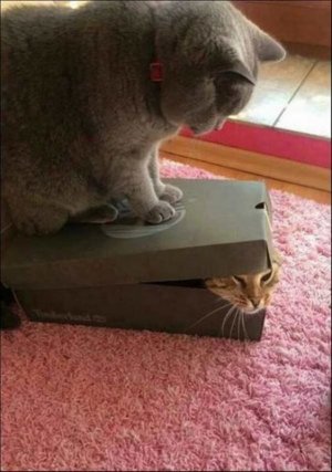 catitude.jpg