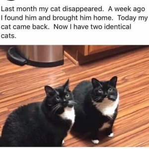 funny-kitty-litterposting-pics-6408632d6be9b__700.jpg