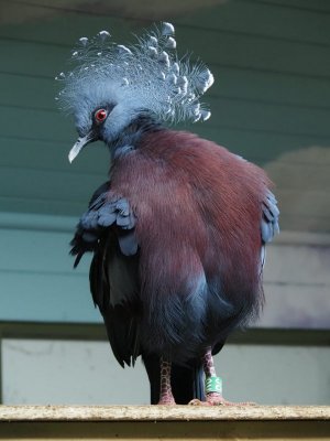 bird.jpg