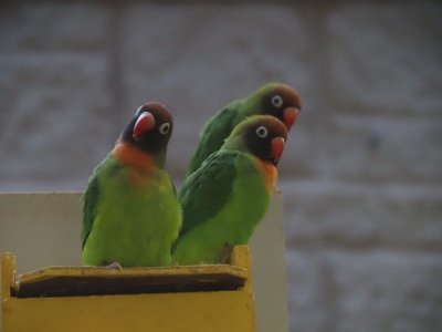 birds.jpg