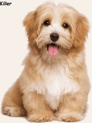 cute-puppies-killer.jpg