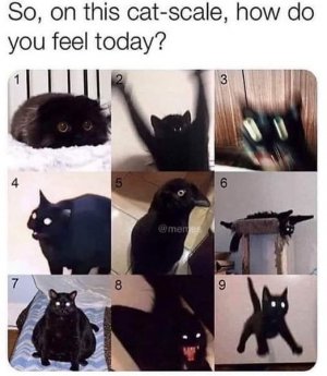 cat mood joke.jpg