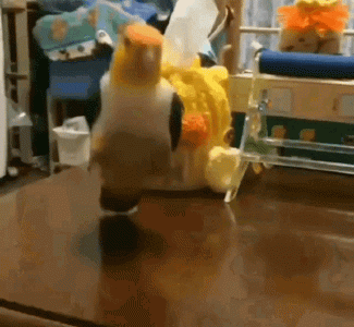pajaro-bird.gif