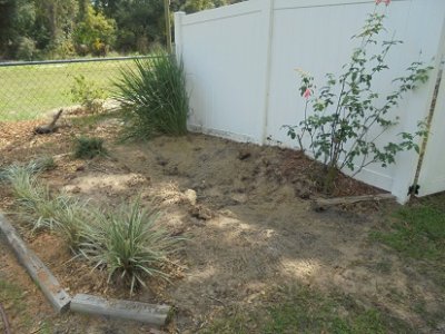 stump gone.JPG