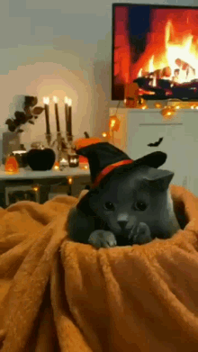 catwitchhiding.gif