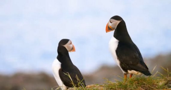 mornin-2puffins.jpg