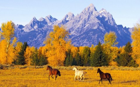 autum horses.jpg