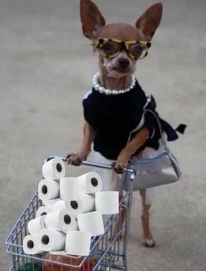 HD-wallpaper-mrs-chihuahua-funny-thumbnail.jpg