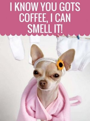 funny-chihuahua-pictures-iw76534pfk13galy.jpg
