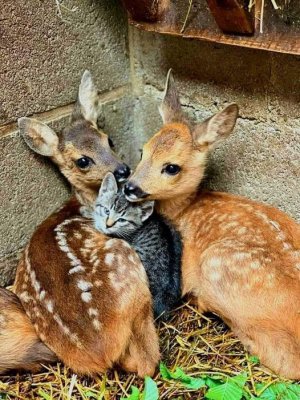 kitten fawns.jpg
