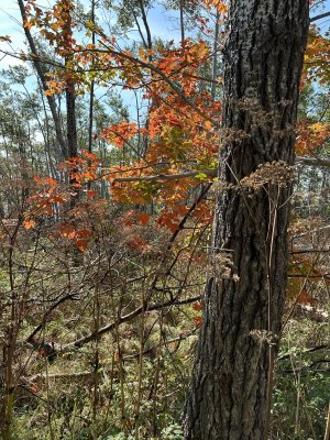 IMG_6189.jpeg