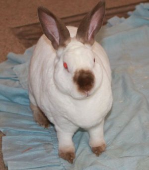 rabby0_crp.jpg