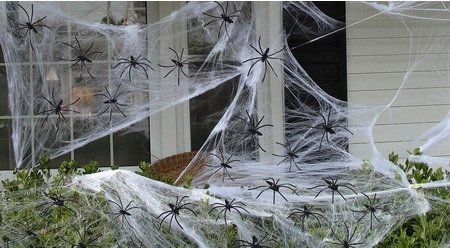 spiders.jpg