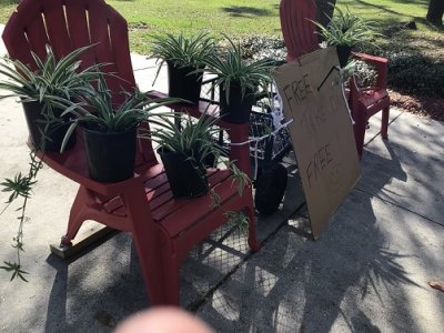 spider plants.jpg