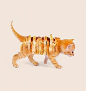 image.jpg