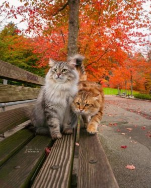 cool cats  autumn fbsf.jpg