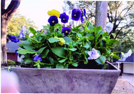 Winter pansies.jpg