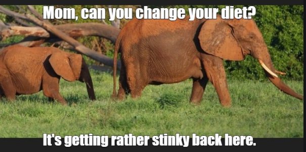 elephant1.jpg
