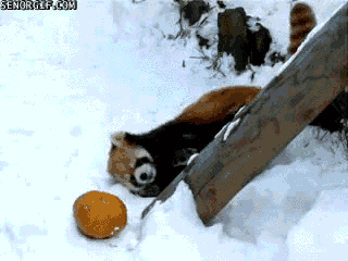 R.gif