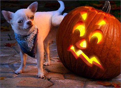 HD-wallpaper-funny-halloween-pumpkin-dog-pumpkins-funny-halloween-animals.jpg