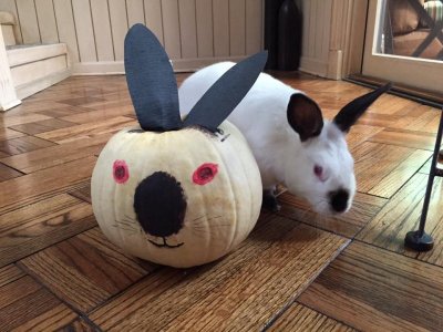 pumkin.jpg