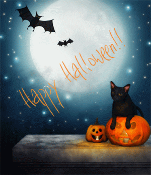 cat & pumpkins.gif